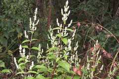 Pogostemon benghalensis